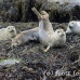 seal_gray_nri_h_0360_can3705.jpg